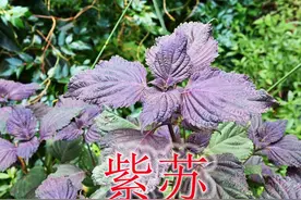 民间中草药“紫苏”，当菜蔬或香料食用，植物可谓全身是宝