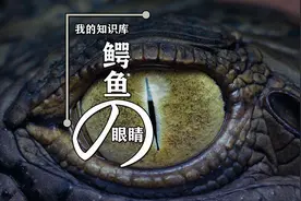 鳄鱼的眼睛有什么特别的地方？#我的知识库 #科普一下 #鳄鱼视频封面