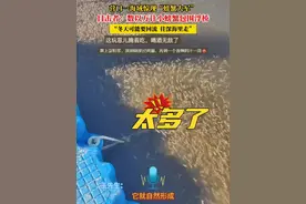 营口一海域惊现“螃蟹大军”，目击者：数以万计小螃蟹包围浮桥，“冬天可能要回流  往深海里走” #惊呆了 #螃蟹大军视频封面