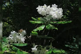 “植物界大熊猫”——小溪洞杜鹃近日现身炎陵。#植物 #株洲视频封面