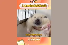 220伏的电，电不死250的鼠 #金丝熊 #万万没想到 #仓鼠