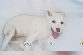 #嗨放派 大小姐狗狗荡秋千嗨放了视频封面