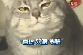 小猫咪被虫子深深吸引，视线跟随竟变成斗鸡眼…网友：感觉治好了也得流口水#快看萌宠视频封面