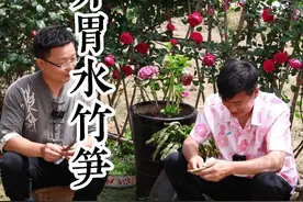这个季节漫山遍野都是水竹笋，它是竹笋中的精品！用来凉拌，脆嫩爽口香辣开胃，好吃到根本停不下来！#湖北特色美食 #乡野春日地图 #野生竹笋 #春天的味道
