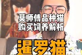 您家的暹罗猫，现在黑到什么程度了？ #新手养猫 #科学养猫 #暹罗猫 #正直的莫师傅 #德云女孩视频封面