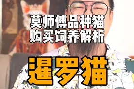 您家的暹罗猫，现在黑到什么程度了？ #新手养猫 #科学养猫 #暹罗猫 #正直的莫师傅 #德云女孩视频封面