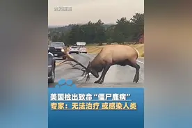 美国黄石国家公园检出“僵尸鹿”病毒，致命且无法治疗，专家：该脑部病毒或感染人类
