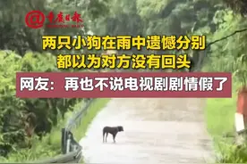 #两只小狗在雨中遗憾分别 
都以为对方没有回头
网友：再也不说电视剧剧情假了