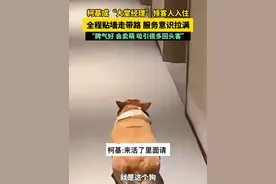 柯基成“大堂经理”领客人入住，全程贴墙走带路 服务意识拉满“脾气好 会卖萌 吸引很多回头客”#萌宠  #可爱到爆炸💥 （来源：@曦之 ）视频封面