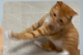 如何区分猫咪打架还是玩耍 #小卢呼噜噜 #新手养猫 #猫咪行为学视频封面