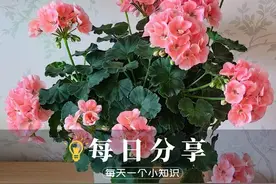 天竺葵喜阳还是喜阴。 天竺葵又叫洋绣球、入腊红灯视频封面