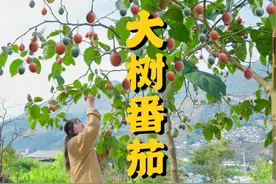 大树番茄，长在树上的番茄！果香味超级浓郁，做成蘸水～