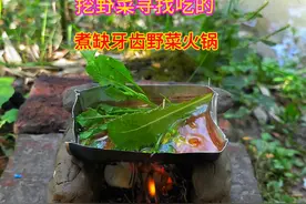 2块买了2包缺牙齿素毛肚，再到野外挖各种野菜煮火锅，好吃极了视频封面
