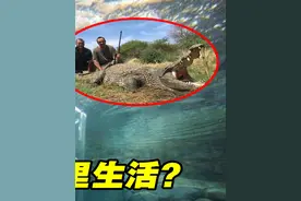 湾鳄为啥能在海里生活？澳大利亚湾鳄数量猛增，猎人职业开始吃香 #科普一下 #湾鳄