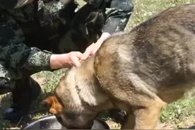 加肉加蛋加火腿，军犬的伙食你觉得怎么样（武警第一机动总队  李贵阳、李育林）