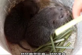 竹鼠曾是风靡一时的美食，如今为何淡出人们视野？01 #竹鼠