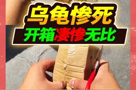 网购盲盒黄金龟2只，到家后一只死亡身体腐败，散发腐臭刺鼻气味