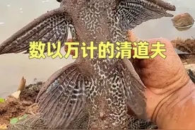 外来入侵物种清道夫，在若干年后会不会变成本土鱼种？ #dou来广东百千万 #清道夫 #星乡村星农人 #乡村英才计划 #外来入侵物种
