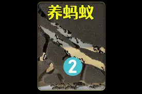 沉浸式养蚂蚁，耗时100天记录蚂蚁挖巢的过程，太好玩太有趣了