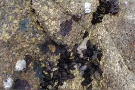 巨石上密密麻麻的海鲜，这些营养价值特别高，小囿从退潮挖到涨潮视频封面