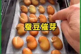 蚕豆种子怎么催芽育苗？ #家庭种植 #三农 #蚕豆 #来抖音学农技视频封面