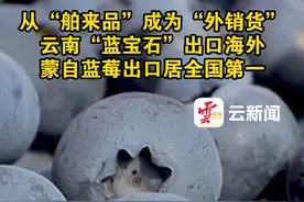 云南“蓝宝石”出口海外 蒙自蓝莓出口居全国第一 #有一种叫云南的生活  #美好生活在云南  #七彩云南样样好视频封面
