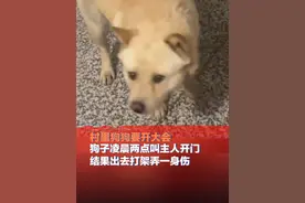 1月30日，湖南，#村里狗狗要开大会  狗子凌晨两点叫主人开门结果出去打架弄一身伤