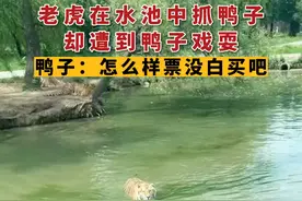 7月7日辽宁 #老虎水池里猎捕鸭子鸭子迅速潜水 老虎看懵了!老虎："不是 我饭呢?"视频封面