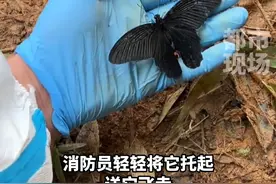 东航MU5735航班飞行事故现场，救援人员托起黑蝴蝶，送它飞远。#东航mu5735客机 #思念 #东航 视频封面