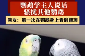 鹦鹉学主人说话骚扰其他鹦鹉，网友：第一次在鹦鹉身上看到猥琐#动物的迷惑行为 #鹦鹉鹦鹉萌萌哒逗鹦鹉 #神奇动物在抖音视频封面