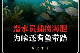 潜水员捕捞海胆，为啥会有鱼带路！#科普  #国货之光
