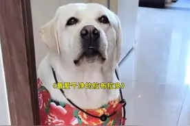 全网最爱干净的拉布拉多，每次进门都要擦脚，就像不会说话的孩子