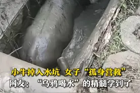 3月6日（采访），海南澄迈，张女士发现一头小牛掉入水坑，于是“孤身营救”。她采用丢石块的方式，帮助小牛爬了出来。网友：“乌鸦喝水”的精髓被你学到了。视频封面