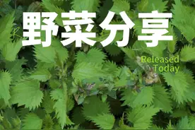 春天来了，万物复苏，大家应该顺应时节多吃野菜，焕发身体活力！#我的乡村生活#大山里的味道#大自然的馈赠#野菜#你的家乡有这种植物吗视频封面