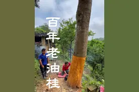 很多朋友问剥了皮后树还能活吗？剥掉桂皮之后会把树砍掉，但来年会从根部再长出新的枝芽#香料 #真实拍摄 #原产地 #农村生活视频封面