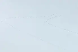 北归大雁飞越临沂上空，一会“人”字一会“一”字。网友：雁北归 冬将尽 春可期（市融媒体中心记者 李萍）#临沂视频封面