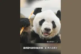 32岁功勋大熊猫永明离世，出生于北京动物园 成都大熊猫繁育研究基地今日发布讣告，永明于1月25日因多器官衰竭死亡。32岁相当于百岁老人了，是长寿熊猫，永远怀念永明！#大熊猫永明 #为啥我们都喜欢大熊猫视频封面