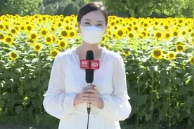百亩向日葵绽放！来奥森赏夏日“花田野趣”！#寻迹中国视频封面