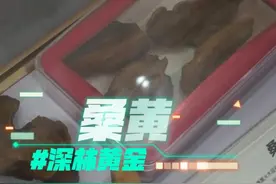 什么是桑黄，他为什么会被称为“深林黄金之王”，他的功效是什么视频封面
