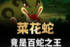 “一里菜花蛇，十里无毒蛇”，为什么菜花蛇，会被称为百蛇之王？ （1）#菜花蛇 #蛇类 #动物 #内容启发搜索