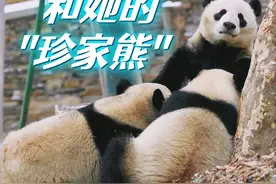 海归大熊猫珍珍回国变村主任，生了七个娃，外号全部“珍”字打头视频封面
