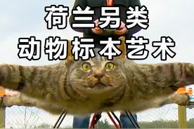 把猫的尸体做成无人机？荷兰另类的动物标本文化，是惊悚还是艺术视频封面