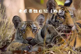 母虎安巴带娃艰难生存，水鹿被两只鳄鱼围攻 #动物 #动物世界视频封面
