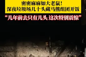 密密麻麻如大老鼠！深夜垃圾场几十头藏马熊组团开饭。目击者称：几年前去只有几，这次见到几十头特别震惊！