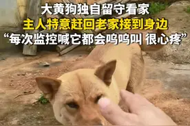 6月25日，广东东莞。大黄狗独自留守看家，主人特意赶回老家接到身边，“每次监控喊它都会呜呜叫，很心疼。”（华龙网原创采访报道）来源：@韩圣伟 #中华田园犬 #狗狗的忠诚让人泪目视频封面