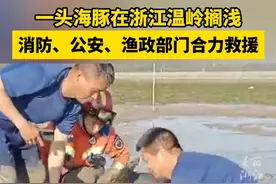 一头海豚在浙江温岭滩涂上搁浅，消防、公安、渔政等部门合力救援，送它回家！（供稿：温岭融媒体）视频封面
