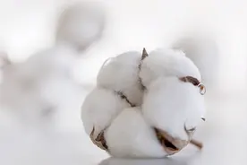 棉花全身都是宝，它的用途多种多样