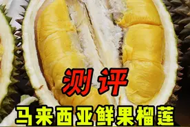 如何评价目前的马来西亚鲜果猫山王榴莲 #榴莲 #科普 #涨知识 #测评 #水果猎人杨晓洋视频封面