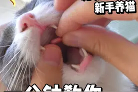 新手养猫，快速掌握给小猫咪喂药！ #新手养猫 
#猫咪内驱 
#猫咪喂药视频封面