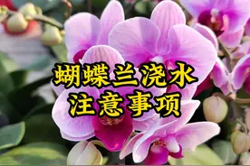 蝴蝶兰浇水的正确方法，注意5件事，不烂根，花期长视频封面